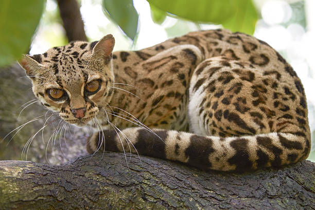 gato-do-mato sitiing na filial na floresta tropical - jaguatirica - fotografias e filmes do acervo