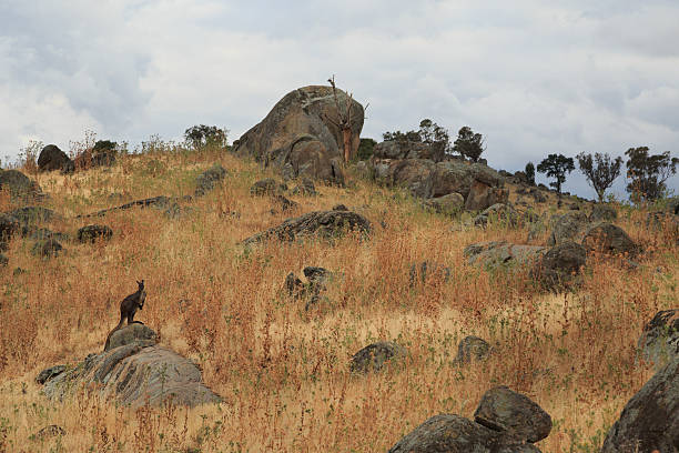 Dry land Wallaroo A photograph of a dark colored wallaroo posing on a rock on some dry farmland in New South Wales, Australia. A wallaroo is any of three closely related species of moderately large macropod, intermediate in size between the kangaroos and the wallabies. The word "wallaroo" is a portmanteau of "wallaby" and "kangaroo". In general, a large, slim-bodied macropod of the open plains is called a "kangaroo"; a small to medium-sized one, particularly if it is relatively thick-set, is a "wallaby": most wallaroos are only a little smaller than a kangaroo, fairly thickset, and are found in open country. All share a particular habit of stance: wrists raised, elbows tucked close into the body, and shoulders thrown back, and all have a large, black-skinned rhinarium. cowra stock pictures, royalty-free photos & images