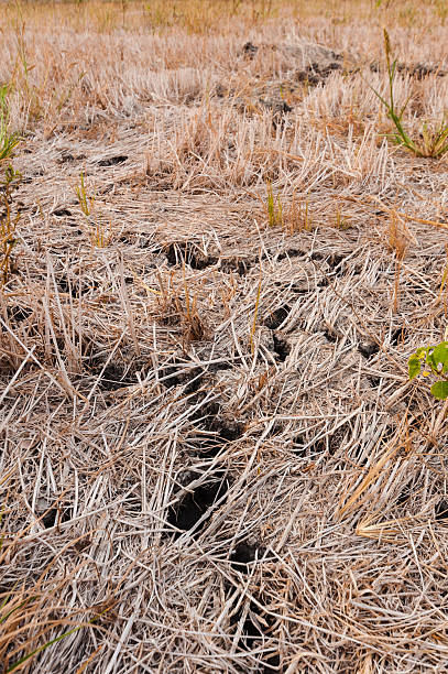 istock Dry and cracked rice field after harvest 529402204