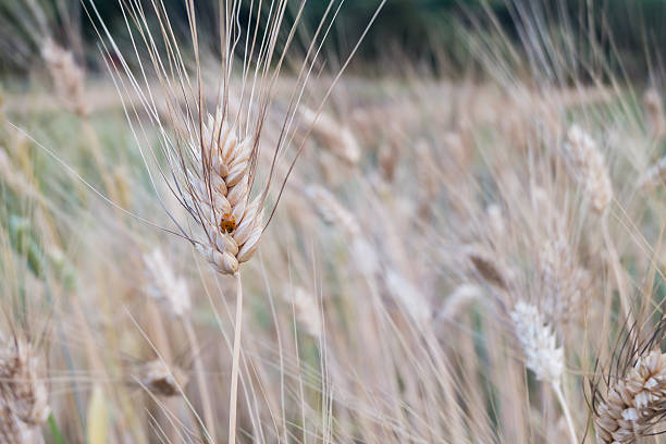 istock Lady Beetle in barley fields at the evening 529402430