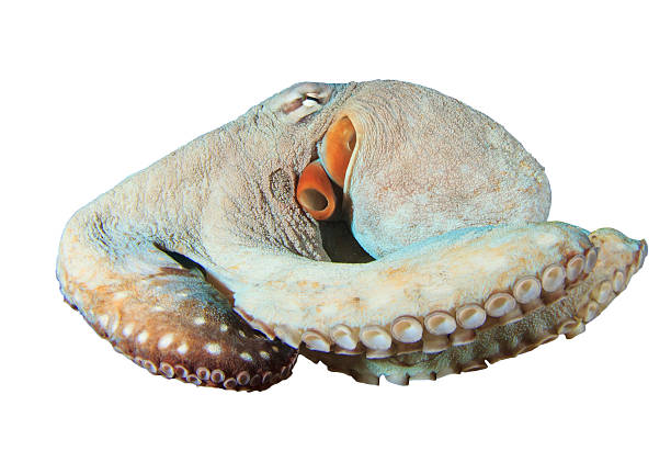 polvo isolado - day octopus imagens e fotografias de stock