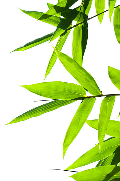 istock Green bamboo leaves on a white background 529403577