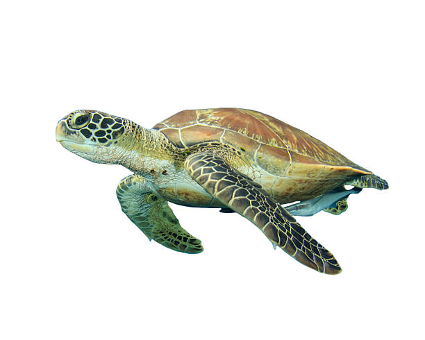 tartaruga di mare isolato - turtle foto e immagini stock