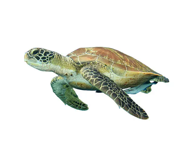 Photo of Sea Turtle isolated