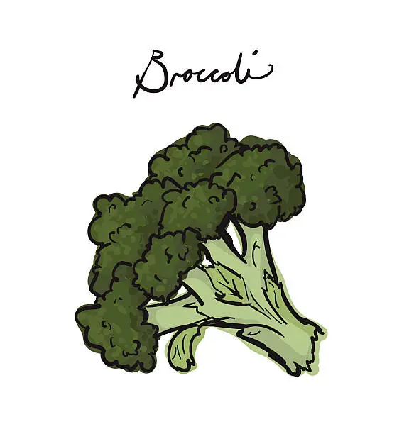 Vector illustration of Broccoli