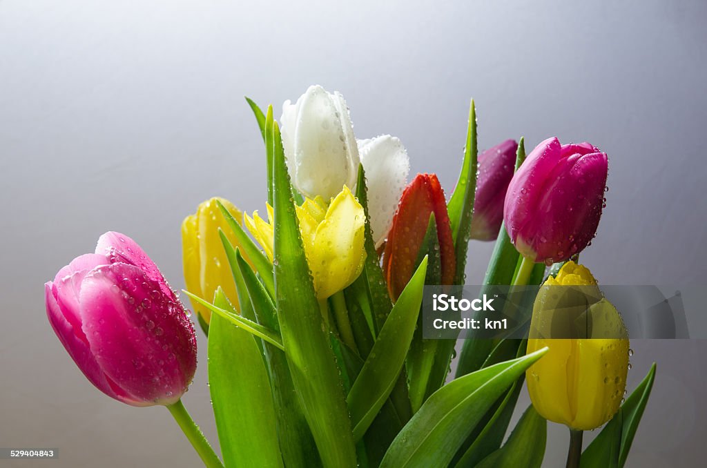 Tulips with water drops Bouquet of tulips in multi colours Arrangement Stock Photo