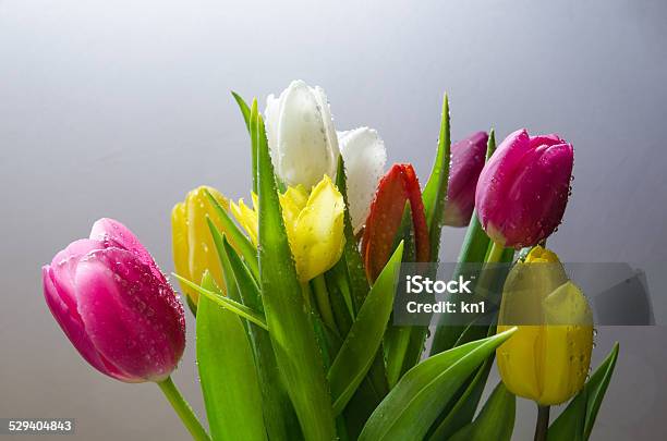 Tulips With Water Drops Stock Photo - Download Image Now - Arrangement, Blossom, Bouquet