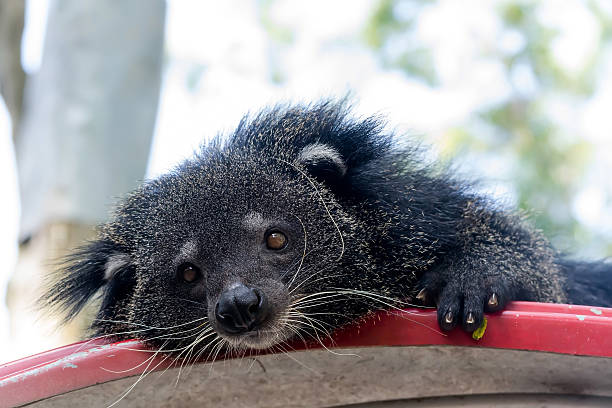 istock Portrait of binturong, Thailand 529405381