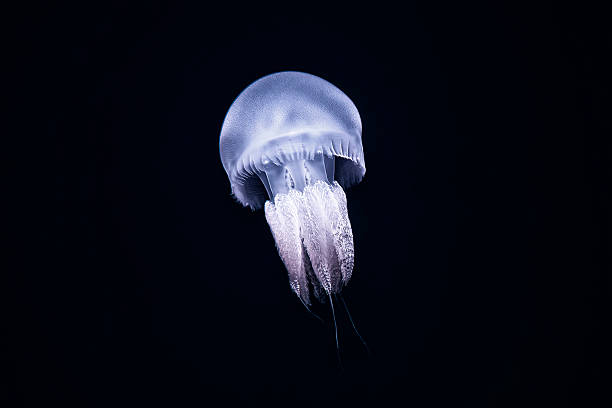 istock Illuminated jellyfish on black dark background. 529405550