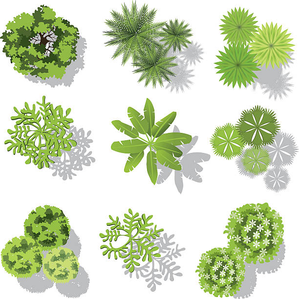 istock set of treetop symbols, for architectural or landscape design 529405858