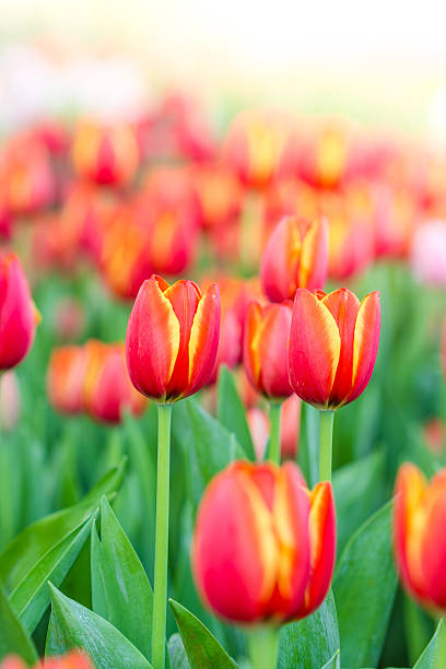 istock Blooming spring flowers tulips in the sunlight 529406270