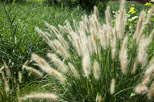 fountain grass Fountain grass, Chinese pennisetum. pennisetum stock pictures, royalty-free photos & images