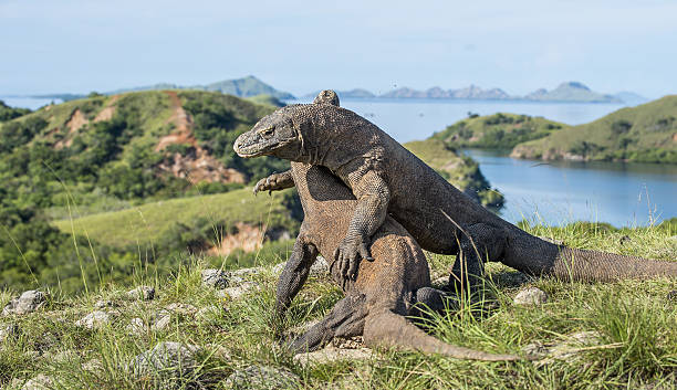 istock The fighting Komodo dragons for domination. 529406694