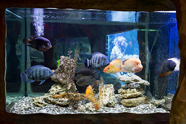 istock The underwater world. Bright Exotic Tropical coral fish 529406713
