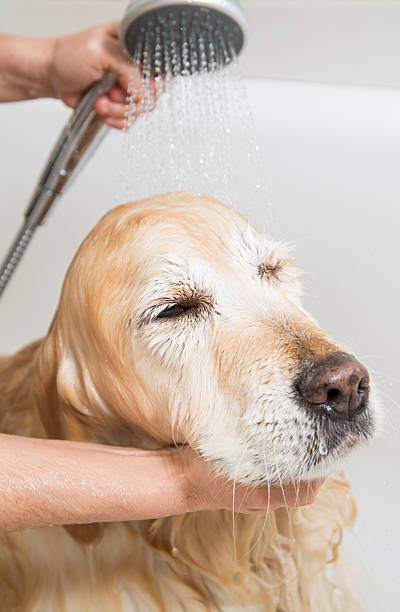 istock Bathing a dog Golden Retriever 529406731