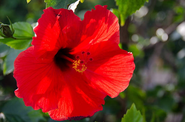 istock Red hibiscus in Kona, 529407046