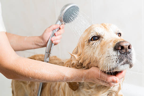 Bathing a dog Golden Retriever Relaxing bath foam to a Golden Retriever dog bathtub stock pictures, royalty-free photos & images