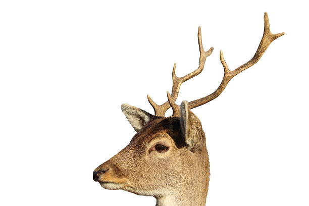 istock isolated portrait of young fallow deer buck 529407382