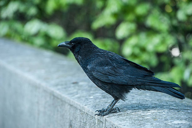 istock Raven (Corvus corax) sitting on the concrete wall 529407440