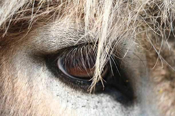 istock Eyelashes and eye of a poitou donkey 529407514