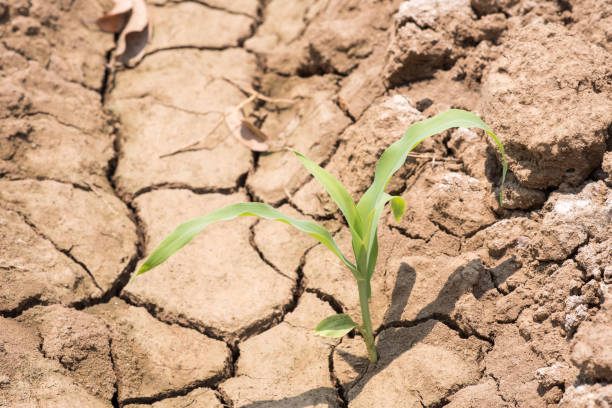 istock Green plants grow on the dry cracked earth 529407746