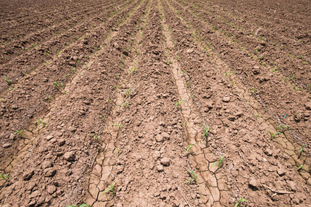 istock Close up of ploughed field 529408048