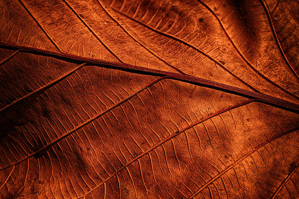istock The Detail of Dry Leaf 529408087