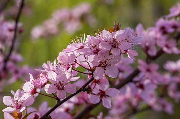 istock Blooming pink cherry plum flowers 529408396
