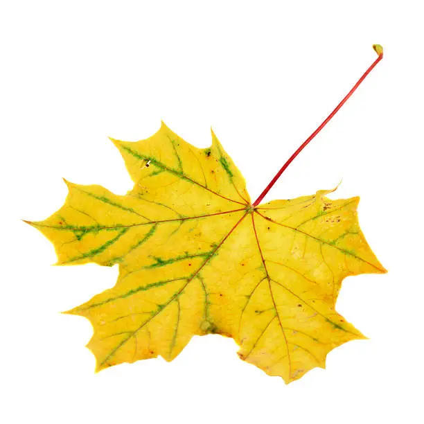 Autumn yellow maple-leaf isolated over white background