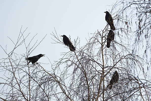 Rooks Rooks are sitting on the branches of a tree crows nest stock pictures, royalty-free photos & images