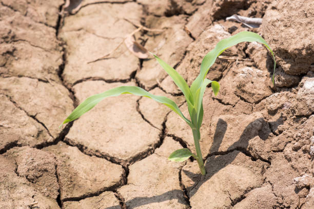 istock Green plants grow on the dry cracked earth 529409422
