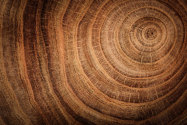 wooden background stump of oak tree felled - section of the trunk with annual rings tree stump stock pictures, royalty-free photos & images