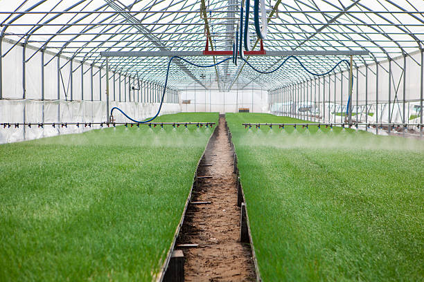 istock Greenhouse watering system in action 529410074