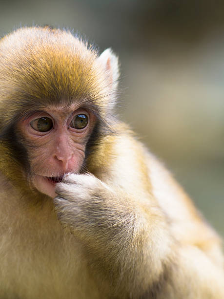 istock Portrait of young Snow Monkey 529411332