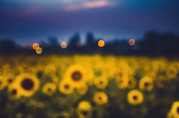 Photo of Sunflower gloaming with background blur and bokeh.