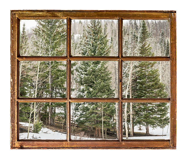 spruce and aspen in winter