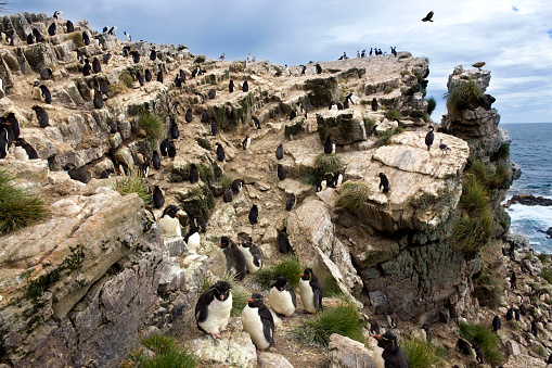 Rockhopper Penguin colony (Eudyptes Chrysocome) on Pebble Island in West Falkland in The Falkland Islands. A Turkey Vulture (Cathartes aura jota) flying overhead looking for prey.