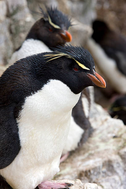 istock Rockhopper Penguin - Falkland Islands 529414178