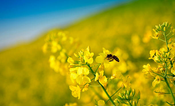 istock Yellow flower of rapeseed 529415494