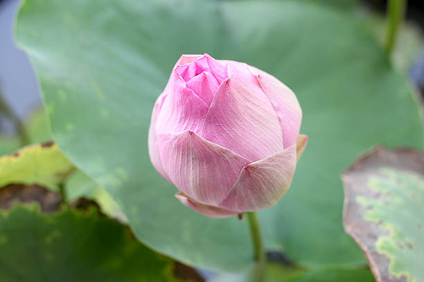 istock very soft focus of Pink lotus blossoms 529415840