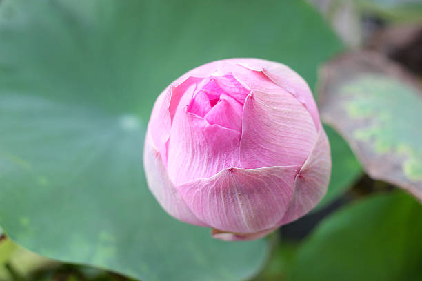 istock very soft focus of Pink lotus blossoms 529415954