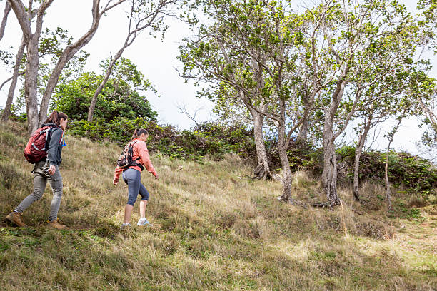 istock Friends Hiking Together in Hawaii 529415958