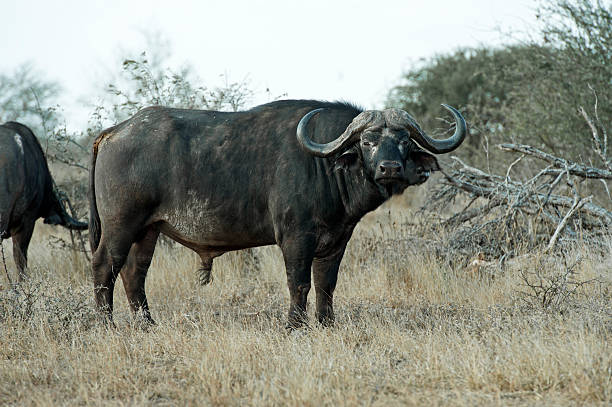 istock Buffalo Bull Stare 529416981