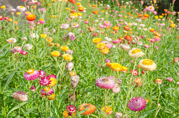istock Colorful Straw Flowers 529417267