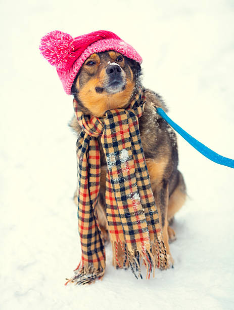 perro usando sombrero y bufanda - wilde animal fotografías e imágenes de stock