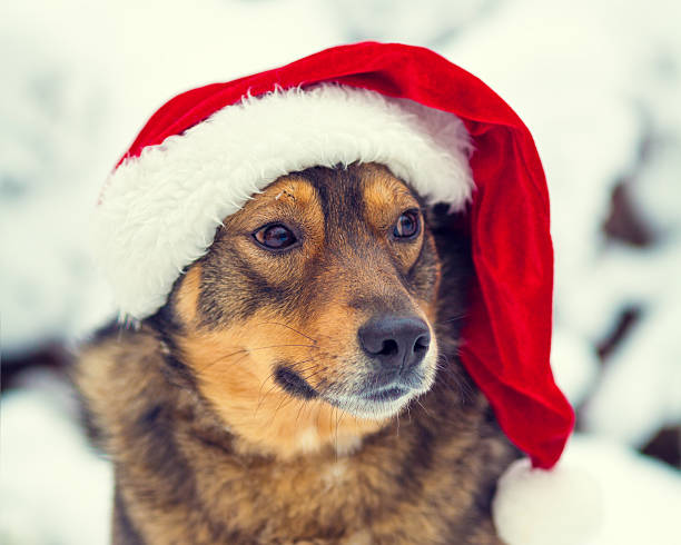 istock Dog wearing Santa hat outdoor 529417791