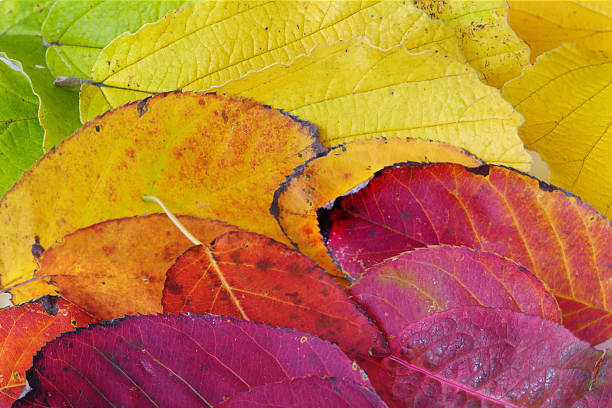 istock Background texture made from colorful autumn leafs 529417795