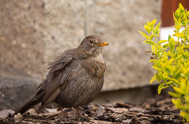 Rufous-bellied thush on a white pipe , in the yard