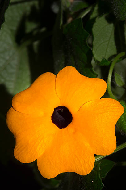 istock Black eyed Susan (Thunbergia alata) 529418502