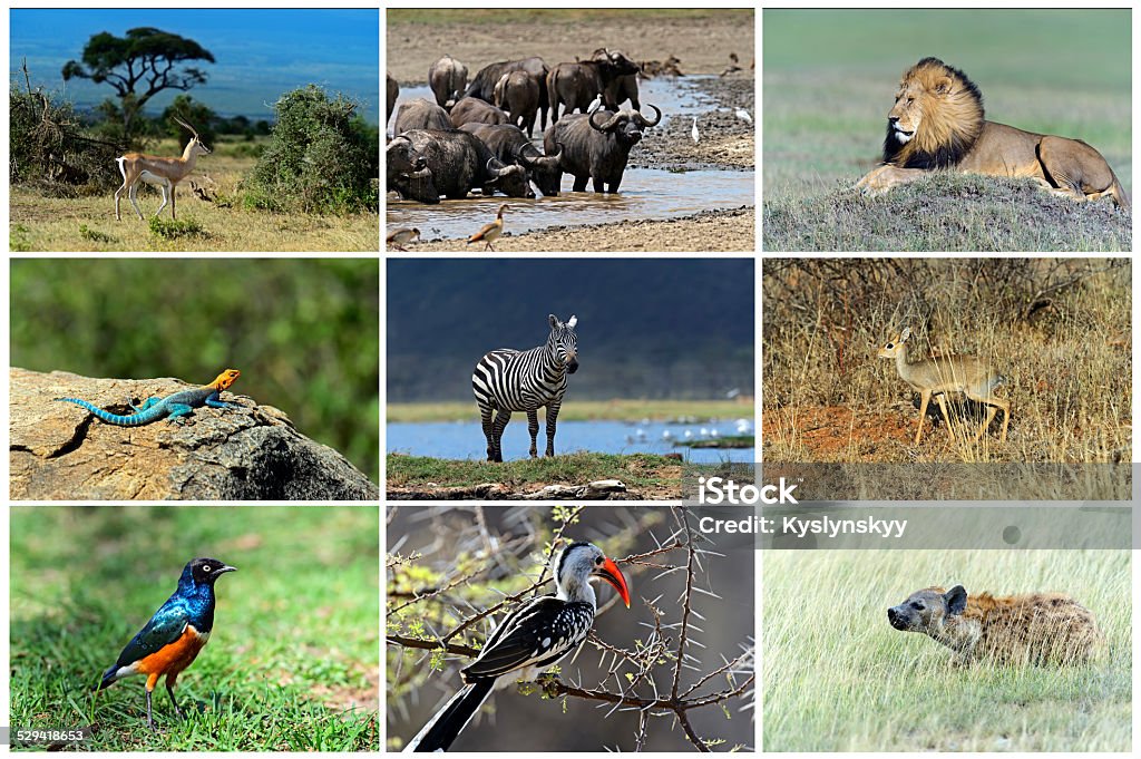 African Wild Animals Stock Photo - Download Image Now - Africa, Amboseli National Park, Animal - iStock African Wild Animals Stock Photo - Download Image Now - Africa, Amboseli National Park, Animal - iStock